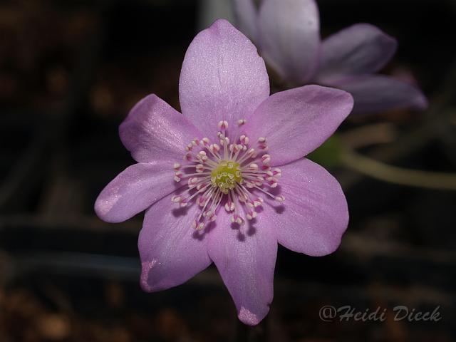 Hepatica Giselle.JPG